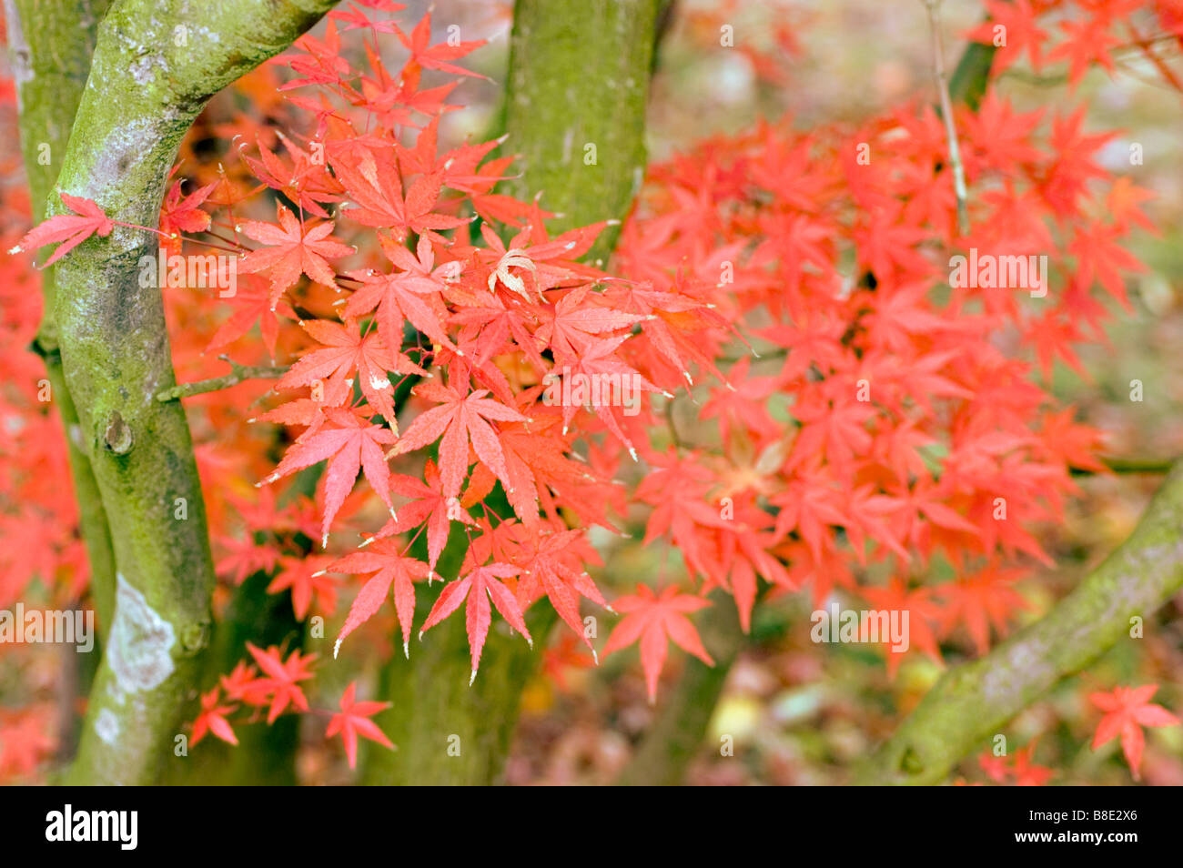 Der japanische Ahorn, Acer Palmatum roten Herbstlaub Stockfoto