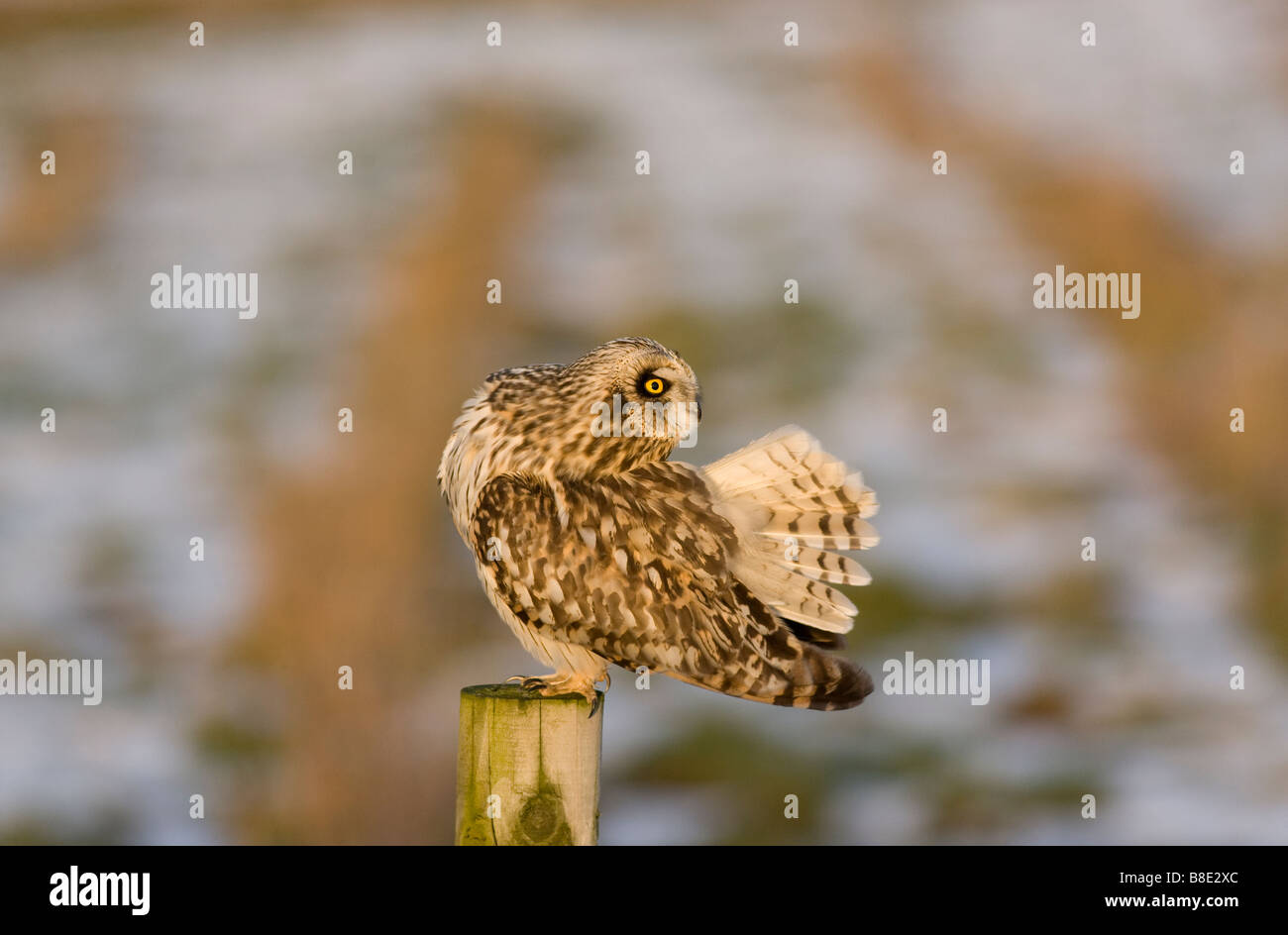 Sumpfohreule putzen im Schnee Stockfoto