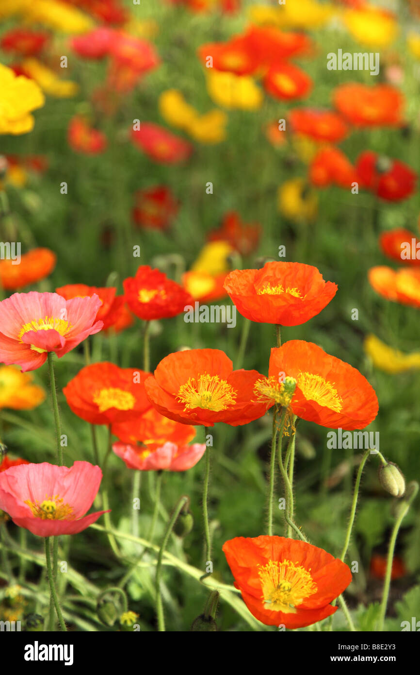 Bunte Blumen Mohn Stockfoto