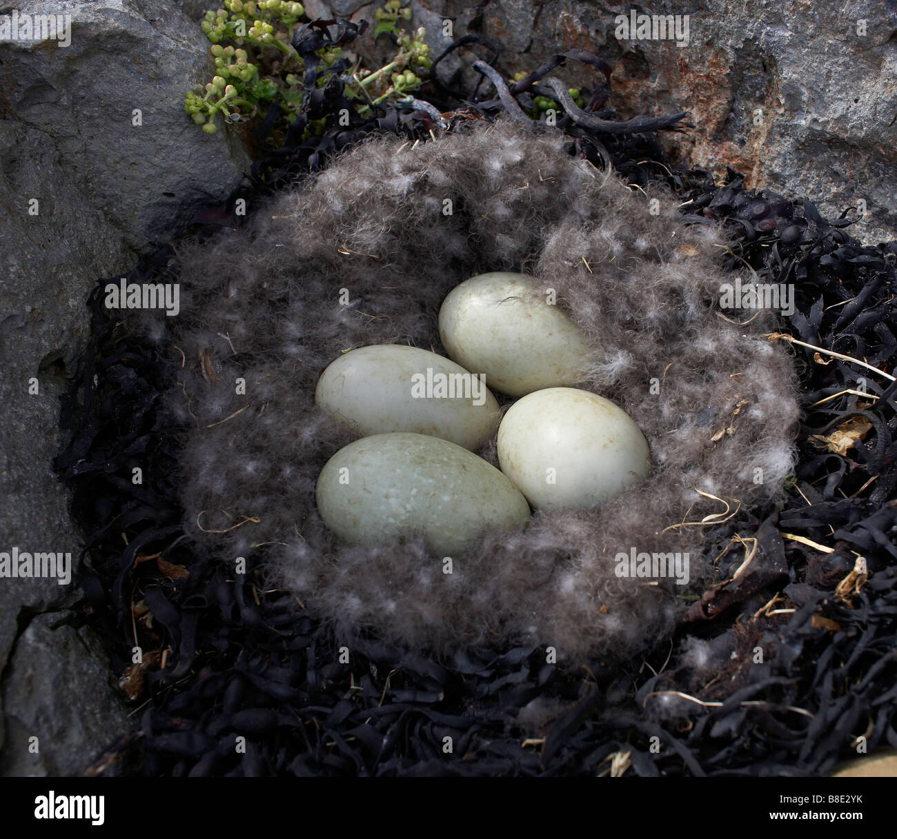 Eiderente nest mit Eiern, Insel Vigur, Westfjorde Stockfoto