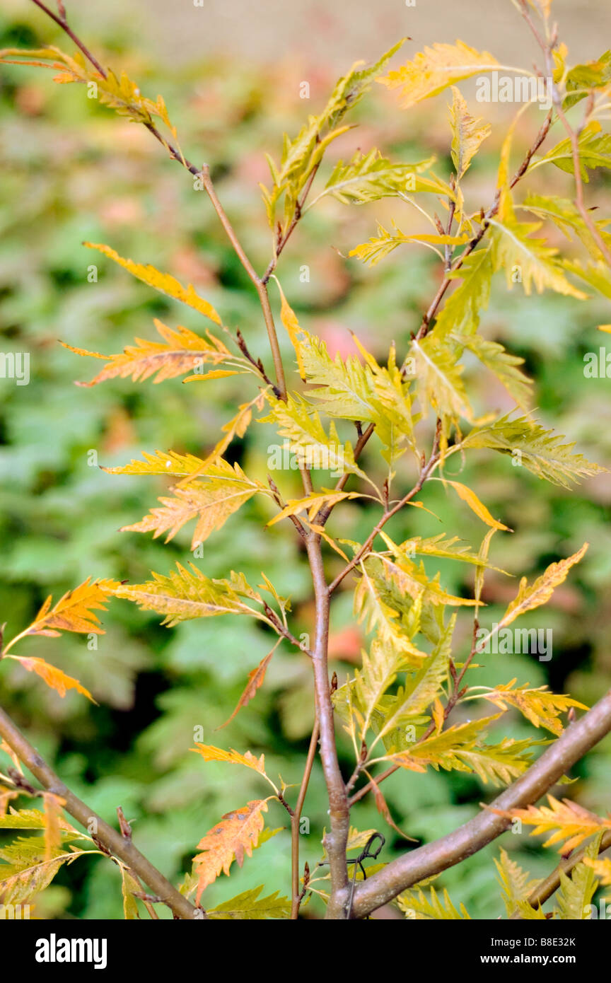 Gelbes Herbstlaub von Farnbuche, europäischer Buche Cutleaf, Fagus sylvatica asplenifolia Stockfoto