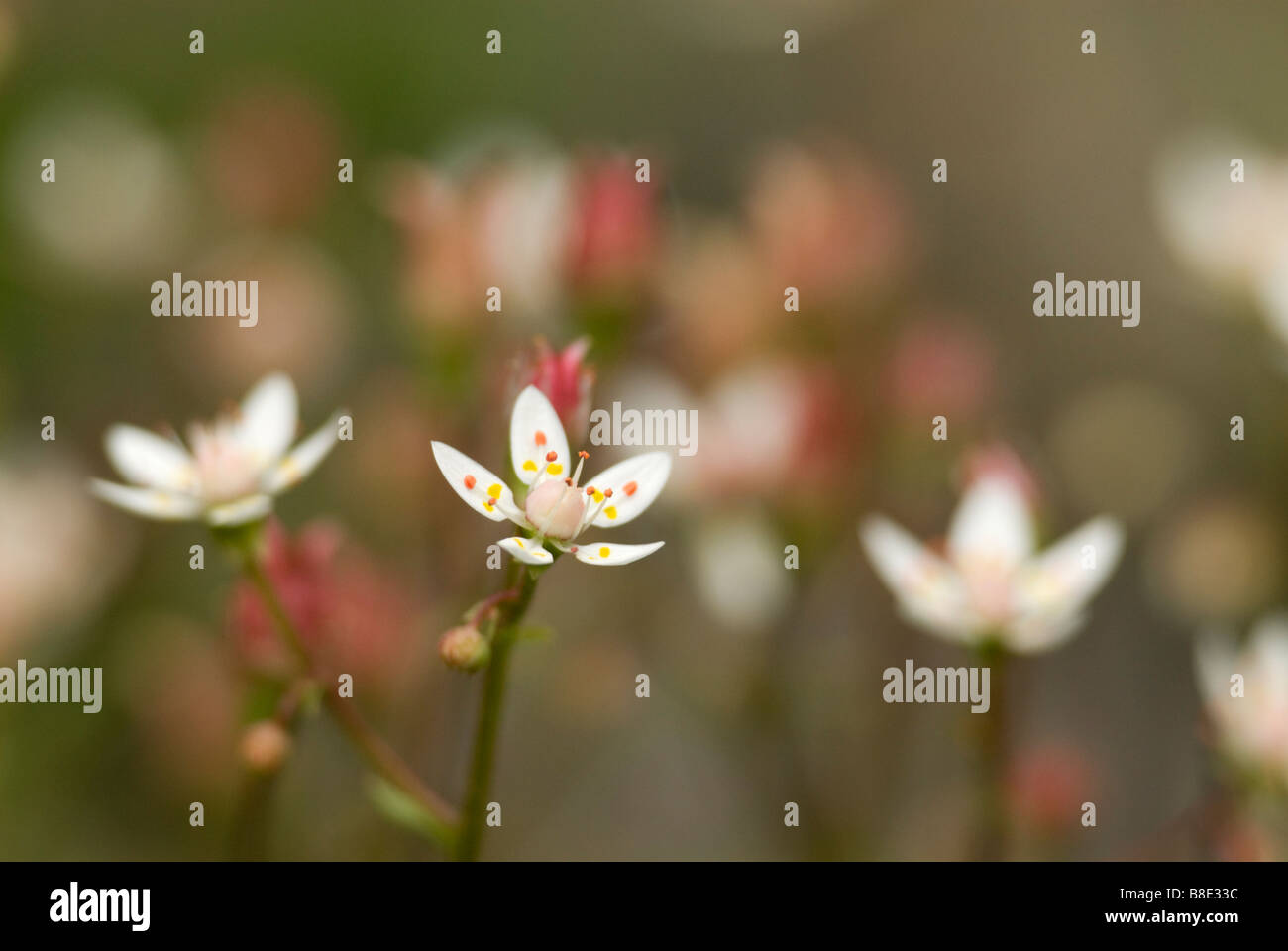 Sternenhimmel Steinbrech Saxifraga Stellaris grau Stuten Schweif Natur reservieren NTS Schottland Dumfries Galloway Stockfoto