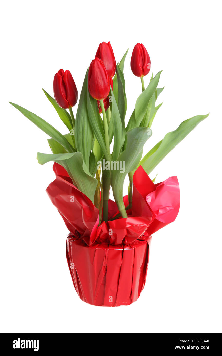 Rote Tulpen Ausschnitt isoliert auf weißem Hintergrund Stockfoto