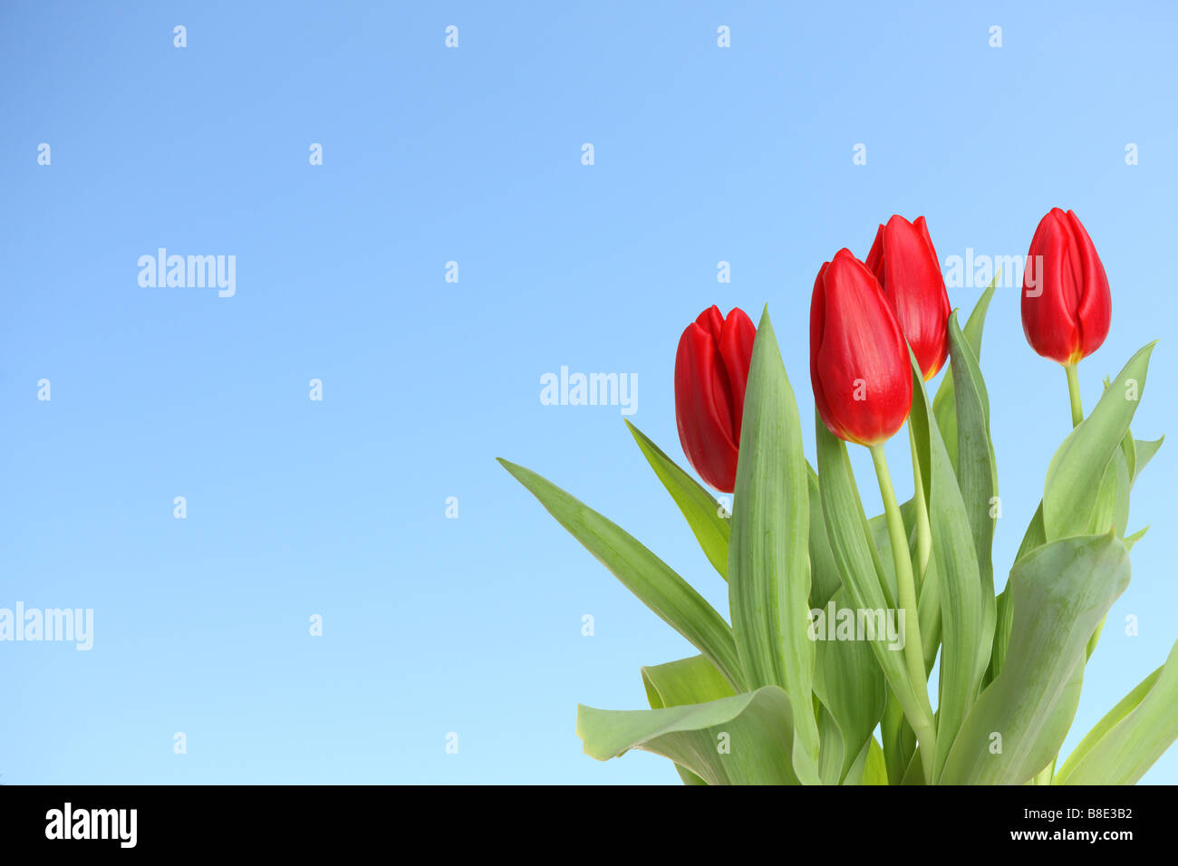 Rote Tulpen mit blauem Himmelshintergrund Stockfoto
