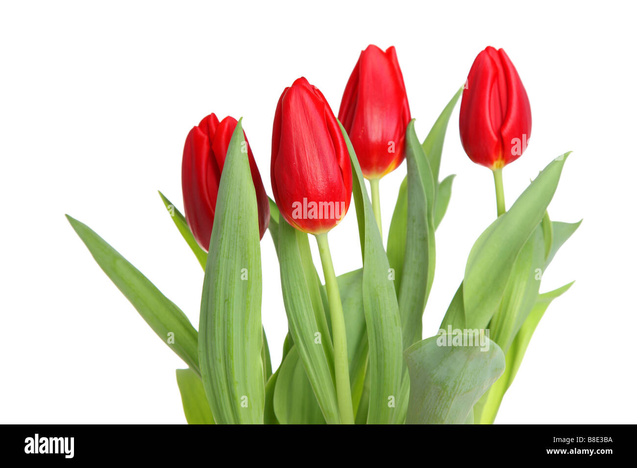 Rote Tulpen Ausschnitt isoliert auf weißem Hintergrund Stockfoto