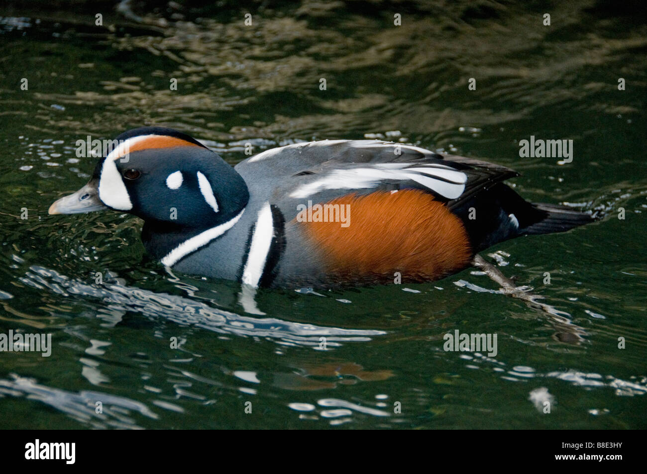 Harlekin Ente (Histrionicus Histrionicus) männlich oder Drake, in Gefangenschaft Stockfoto