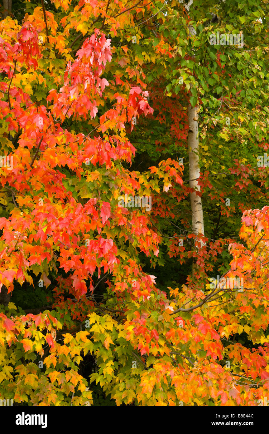 Herbst Laub Farbe auf dem Kancamagus Highway in New Hampshire USA Stockfoto