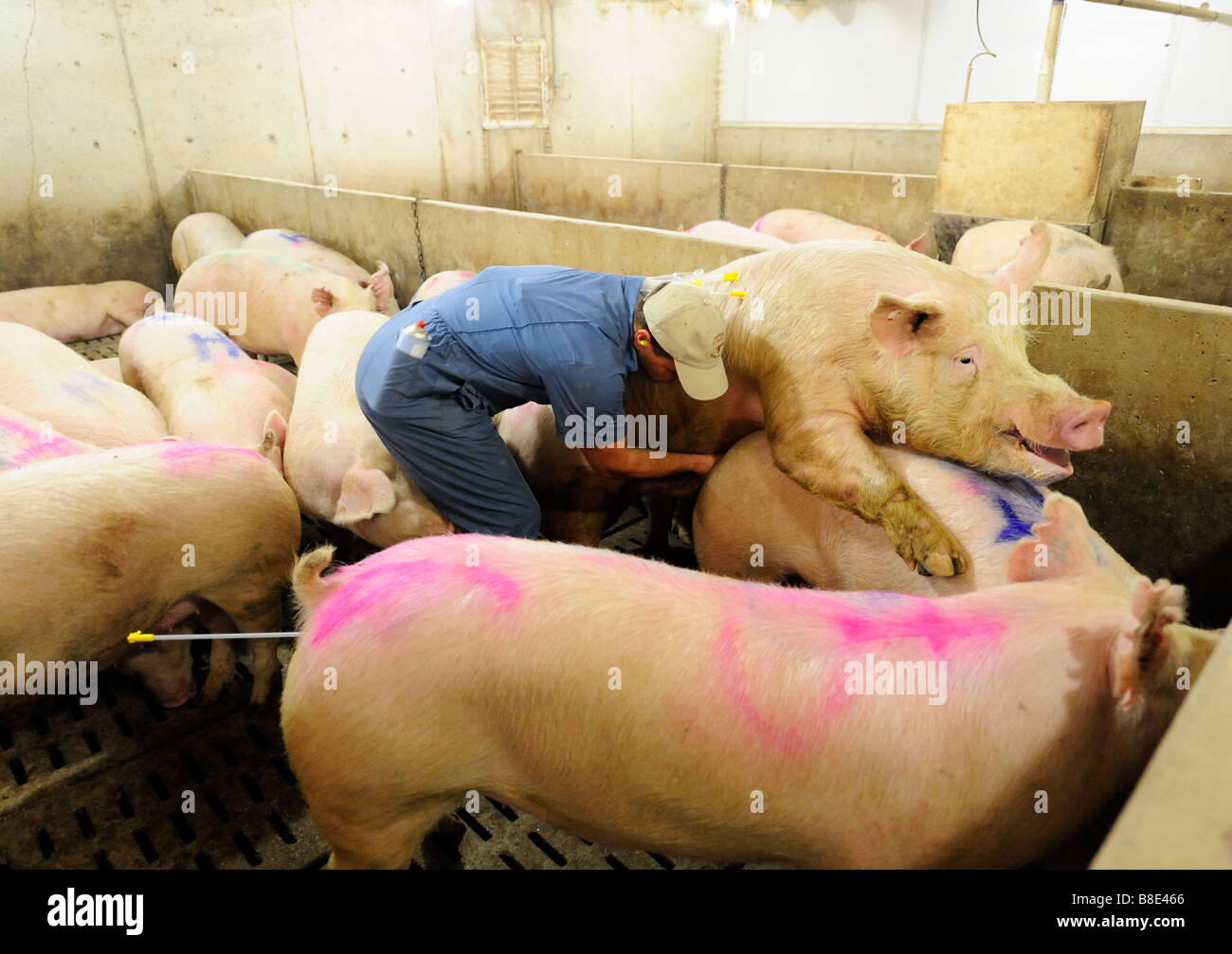 Hog Züchtung durch künstliche Befruchtung Stockfoto