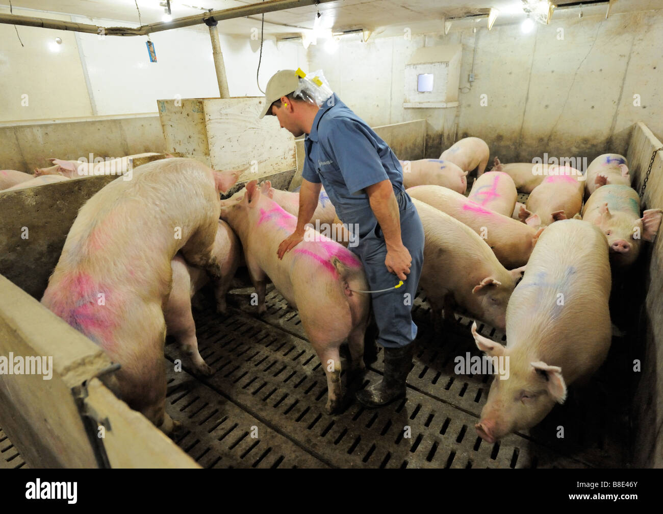 Hog Züchtung durch künstliche Befruchtung Stockfoto