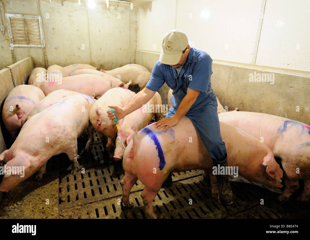 Hog Züchtung durch künstliche Befruchtung Stockfoto
