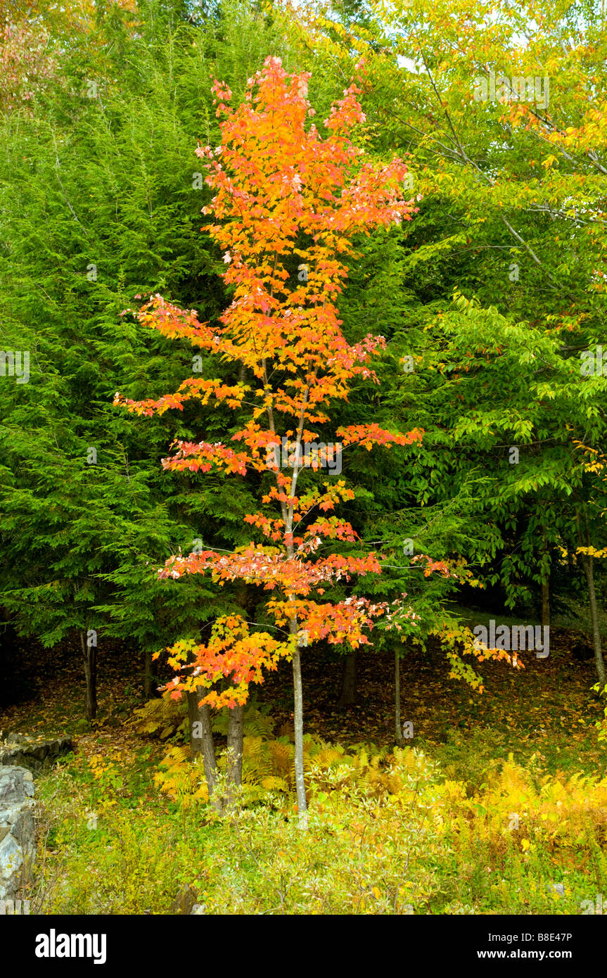 Ein kleiner Baum im Herbstlaub auf dem Kancamagus Highway in New Hampshire, USA, Amerika Stockfoto
