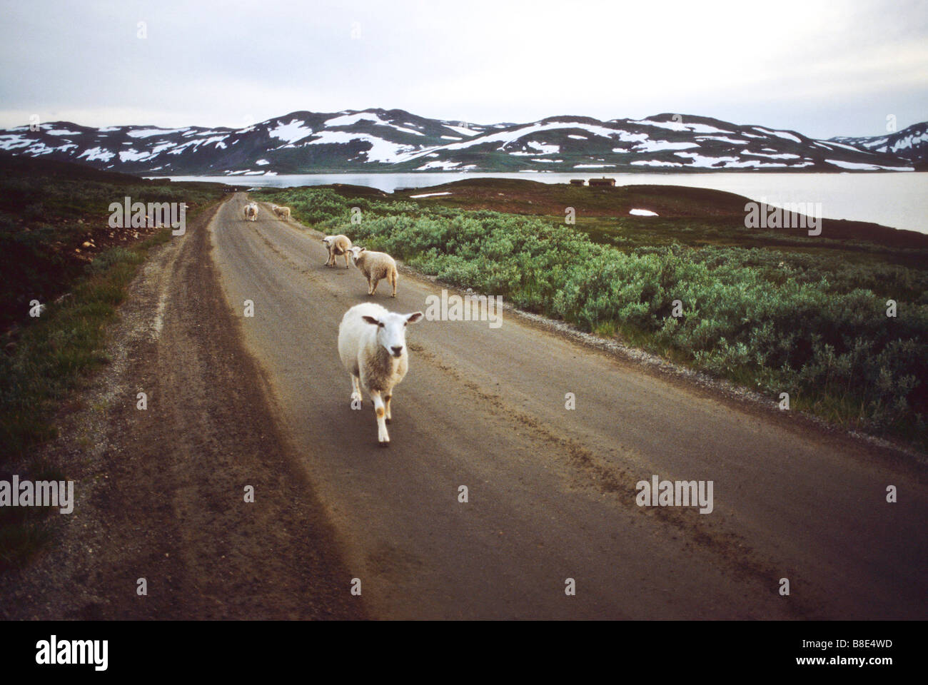 Schafe wandern auf Straße neben dem See in Nord-Norwegen Stockfoto