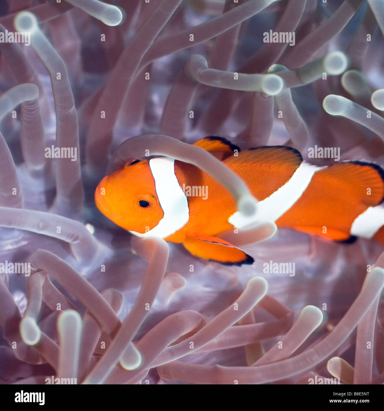 Anemone und Clownfische Nahaufnahme Sipadan Celebes-See Stockfoto