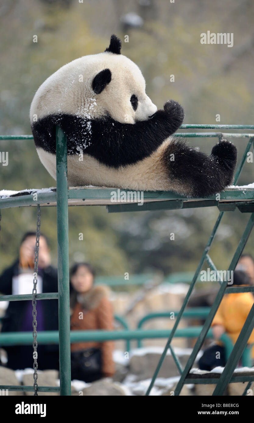 Ein großer Panda im Zoo von Peking. 19. Februar 2009 Stockfoto