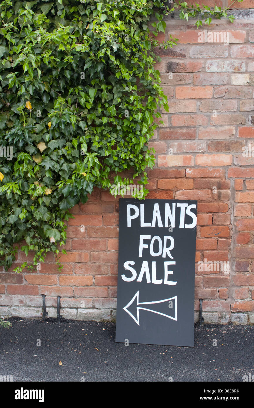 Schild mit der Aufschrift Pflanzen zum Verkauf eine Mauer gelehnt, mit Efeu, die auf ihm wachsen Stockfoto