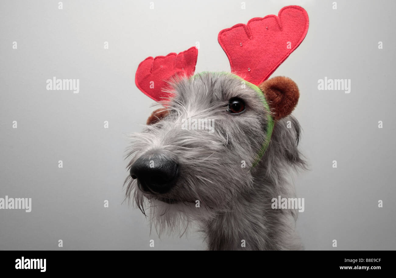 Ein unverschroffter Hund mit lustigen Geweihen Stockfoto