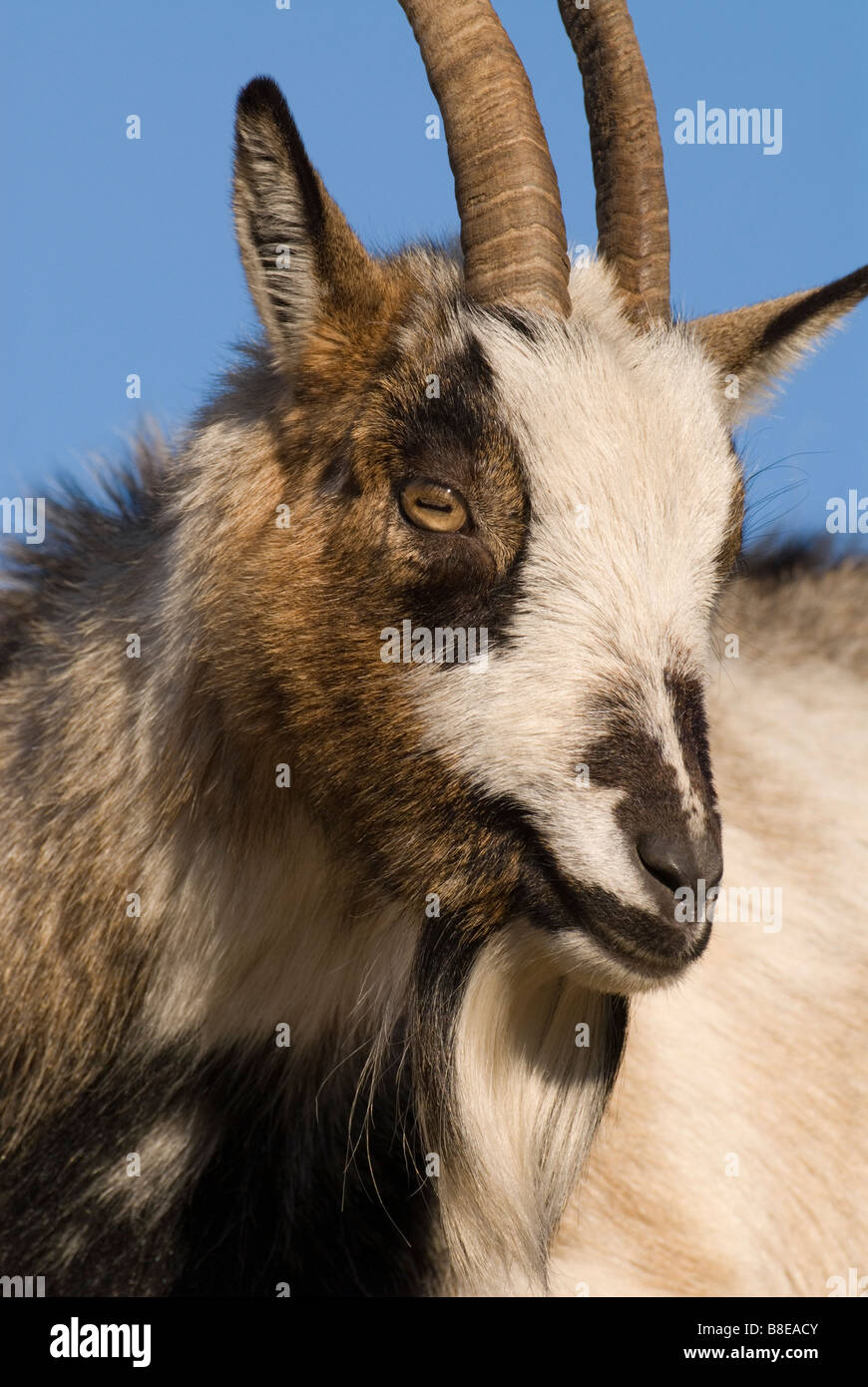 Wilde Ziege Capra Hircus Porträt auf dem NTS Grey Mare s Tail-Eigenschaft in der Nähe von Moffat Dumfries Galloway-Schottland Stockfoto