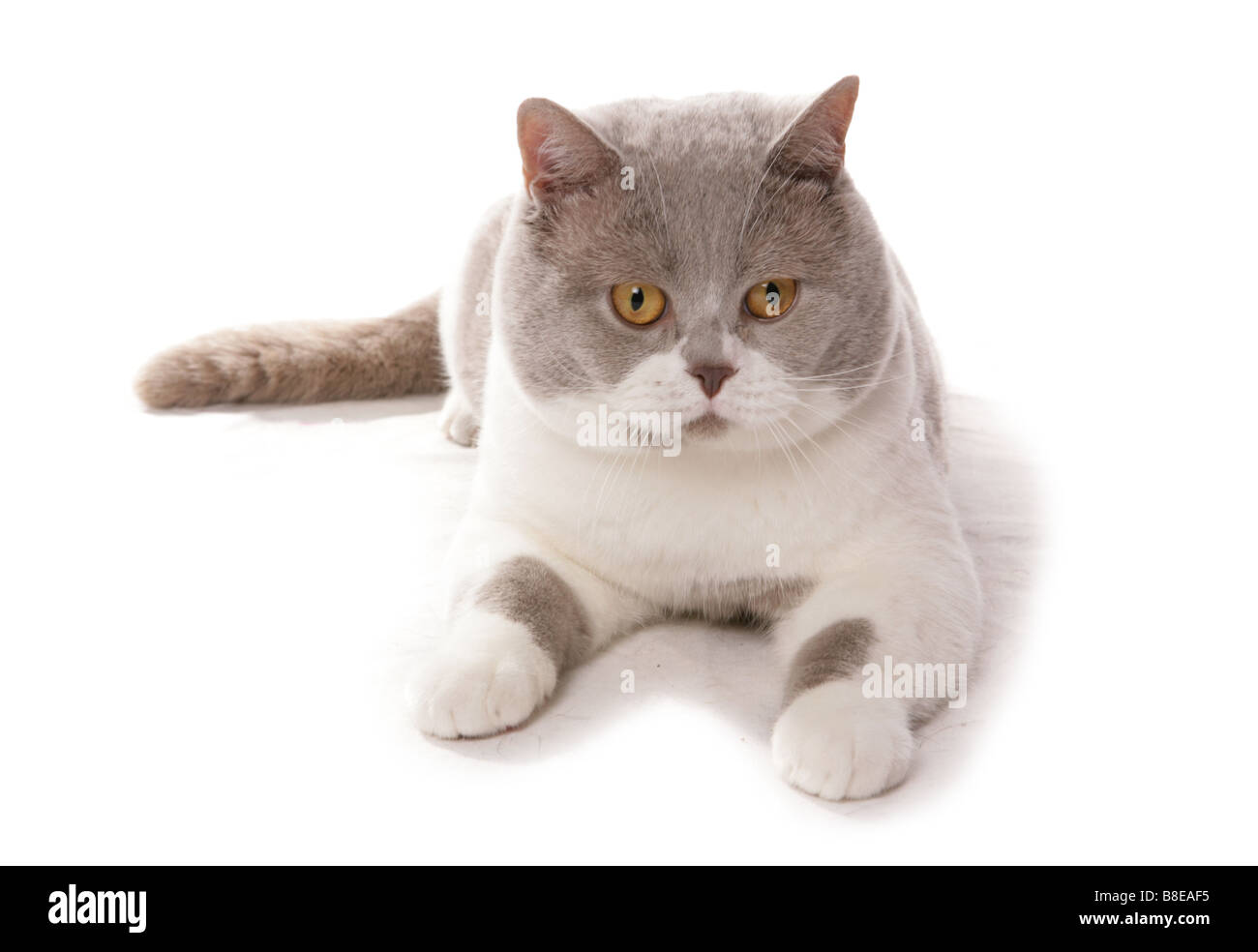 Britisch Kurzhaar Lilac und weiße Katze Verlegung Portrait Studio Stockfoto