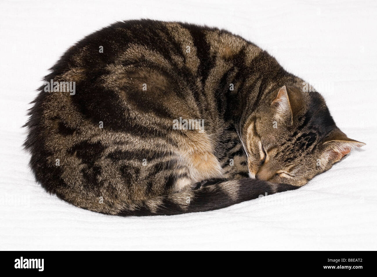 Tabby Katze schläft zusammengerollt Stockfoto
