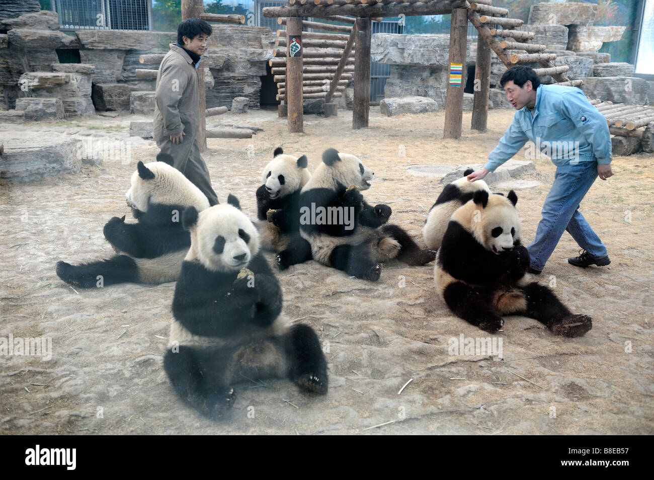 Zwei Halter mit Riesenpandas aus dem Erdbeben betroffenen Gebiet im Zoo von Peking. 19. Februar 2009 Stockfoto