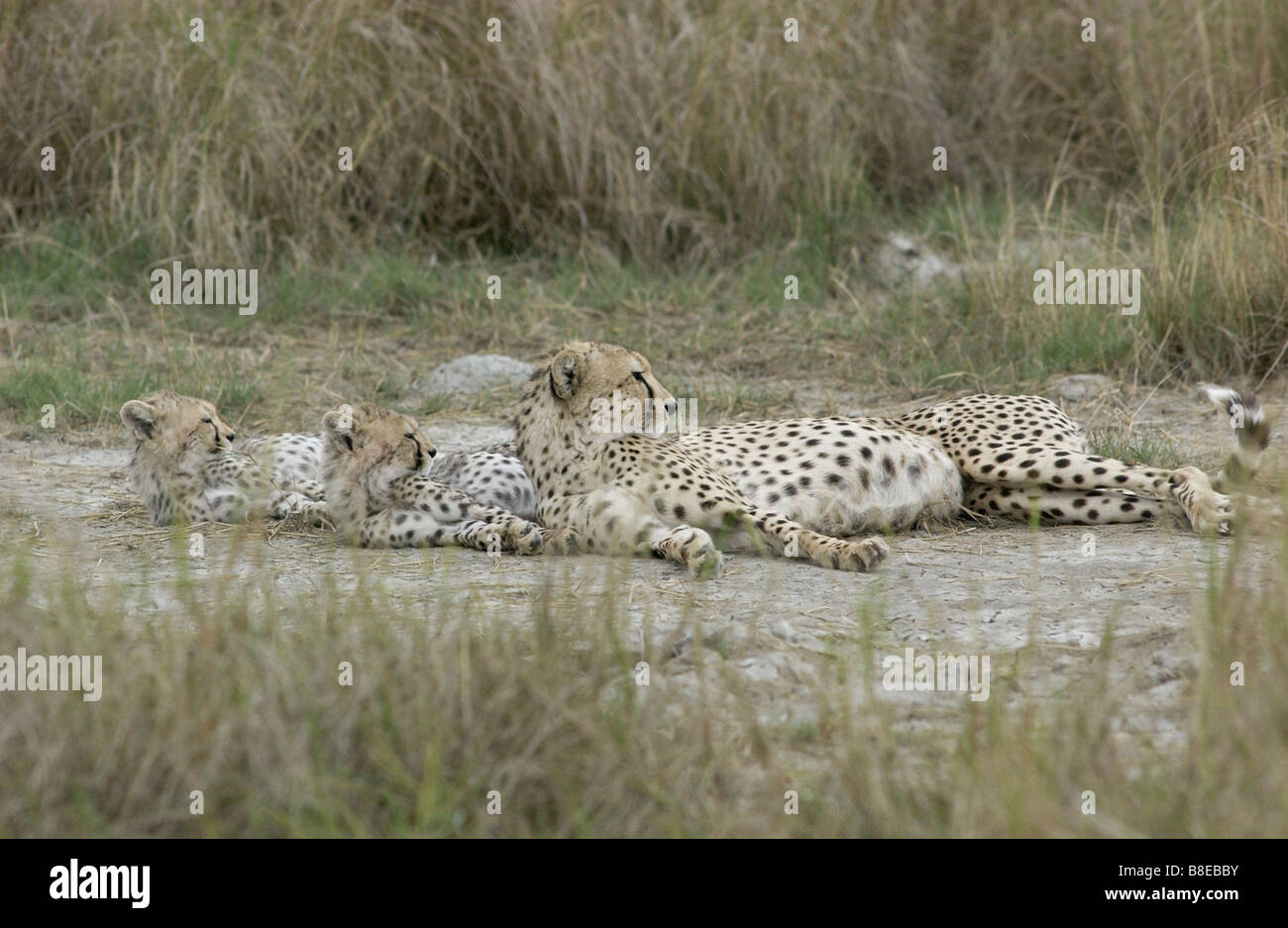 Geparden Mutter Cubs liegend Stockfoto