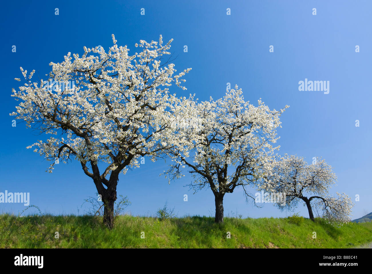 Frühlingslandschaft mit blühenden Bäumen Stockfoto