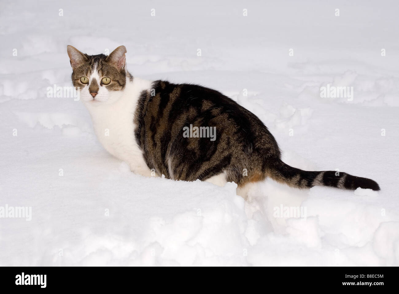 Katze im Schnee Stockfoto