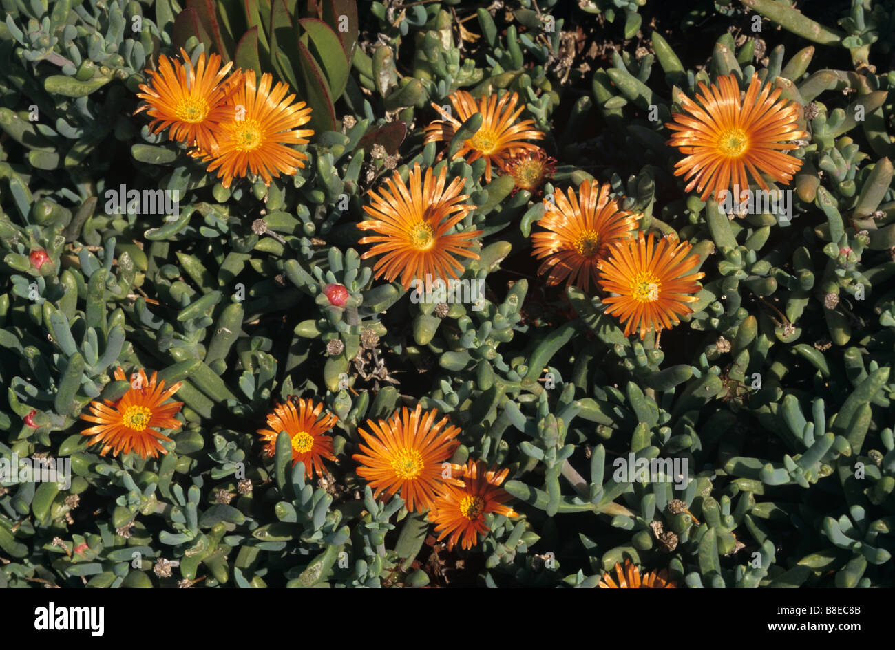 Hottentotten Feigen, Khoi Edulis, Mittelmeer Küste Sukkulente, Provence, Frankreich Stockfoto