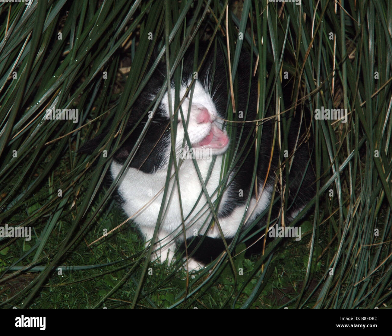 Katze spielt mit dem Pampasgras. Stockfoto