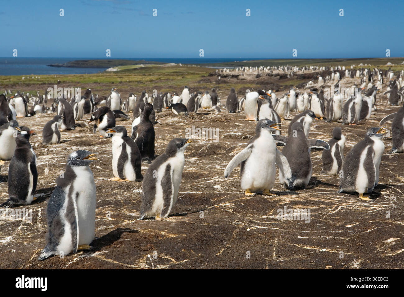 Gentoo Penguin (Pygoscelis Papua Papua) auf den Falklandinseln. Stockfoto