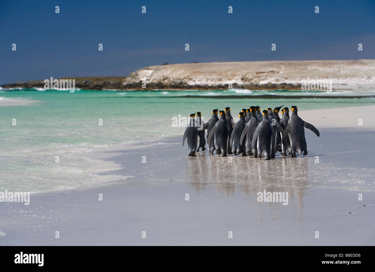Königspinguine (Aptenodytes Patagonicus) zu Fuß den Strand auf den Falkland-Inseln Stockfoto