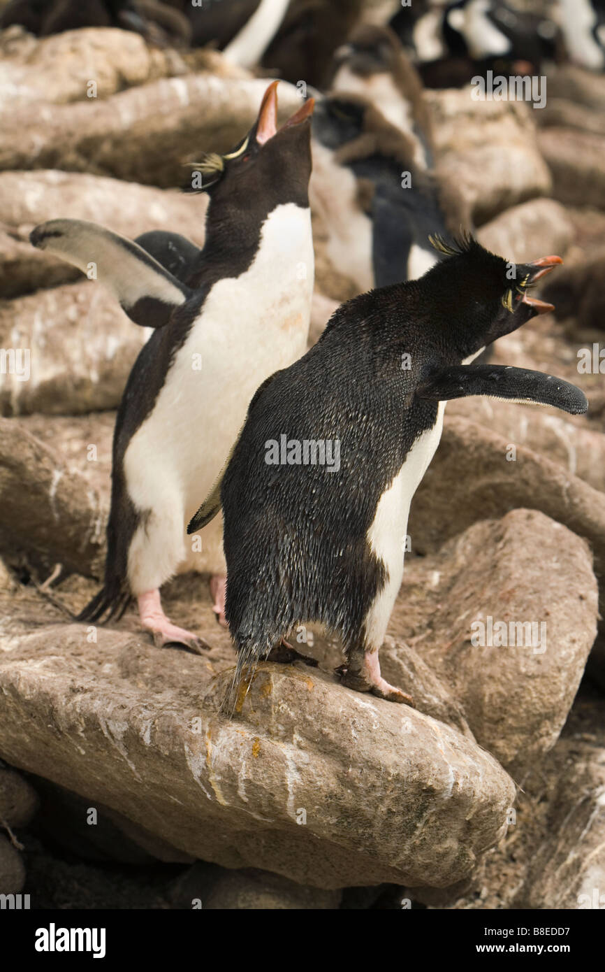 Rockhopper Penguins (Eudyptes Chrysocome Chrysocome) Krähen auf den Falklandinseln Stockfoto