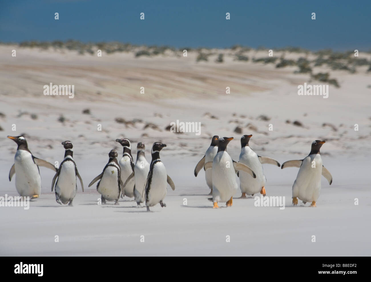 Gentoo Penguin (Pygoscelis Papua Papua) und Magellan-Pinguine (Spheniscus Magellanicus) quer über den Strand Stockfoto