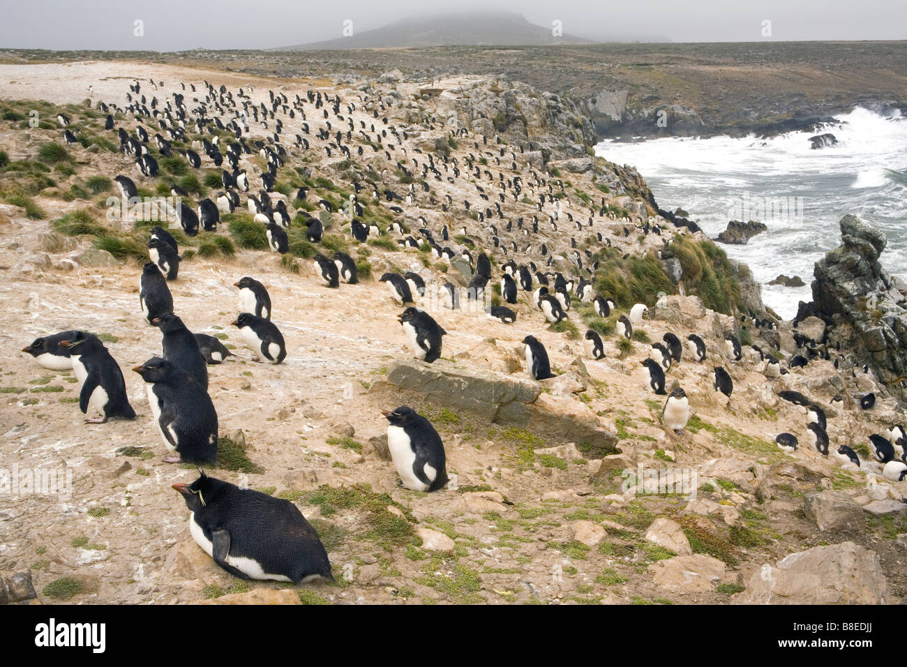 Rockhopper Penguins (Eudyptes Chrysocome Chrysocome) auf Pebble Island, die Falkland-Inseln Stockfoto