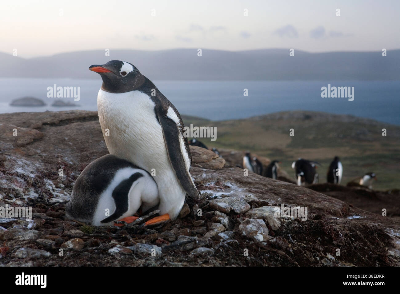 Gentoo Penguin (Pygoscelis Papua Papua) mit Küken-Falkland-Inseln Stockfoto