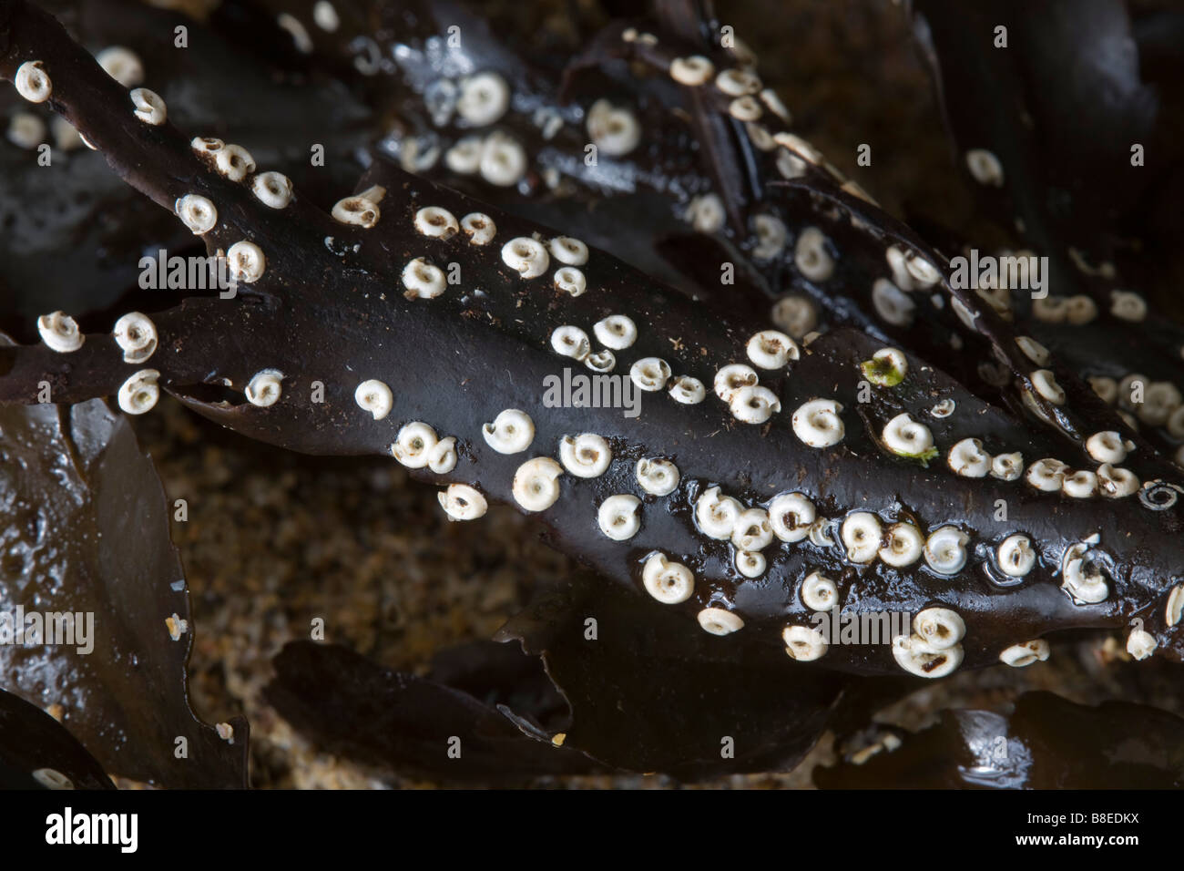 Röhrenwurm Spirorbis Spirorbis auf Seetang cornwall Stockfoto