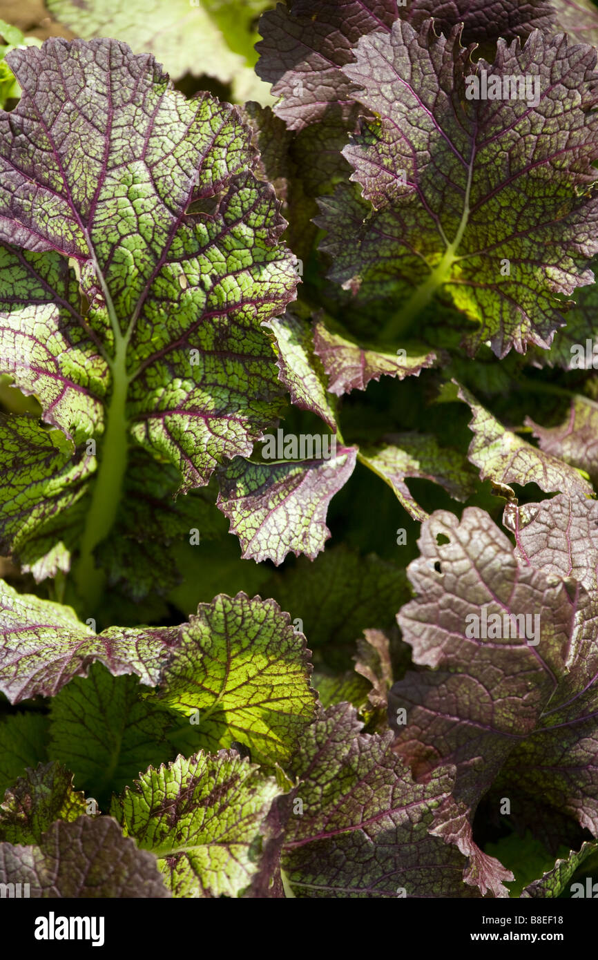 Lila Senfgrüns Stockfoto