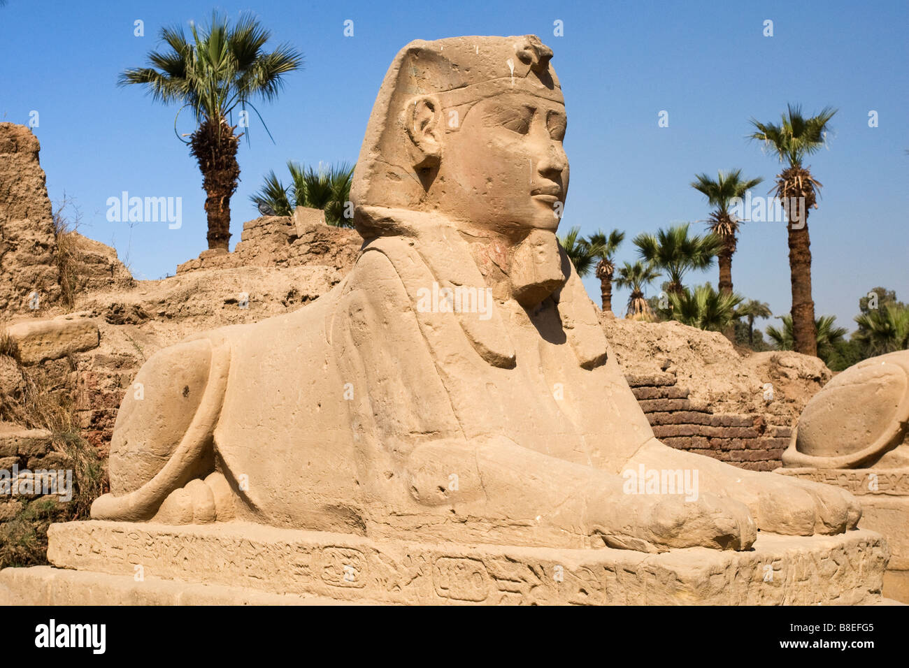 Statue der Sphinx in Luxor-Tempel in Ägypten Stockfoto