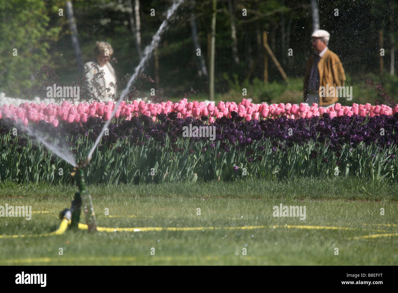 Blumen bestreut wird auf der BUGA 2007 in Ronneburg, Deutschland anzeigen Stockfoto