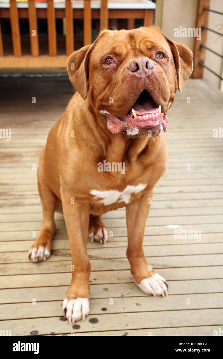 Bordeauxdogge oder Dogge de bordeaux Stockfoto