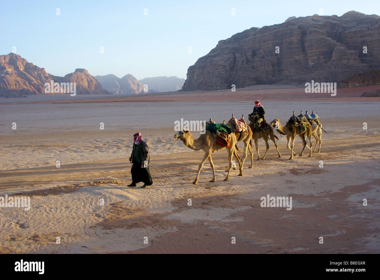 Kamele im Wadi Rum, Jordanien Stockfoto