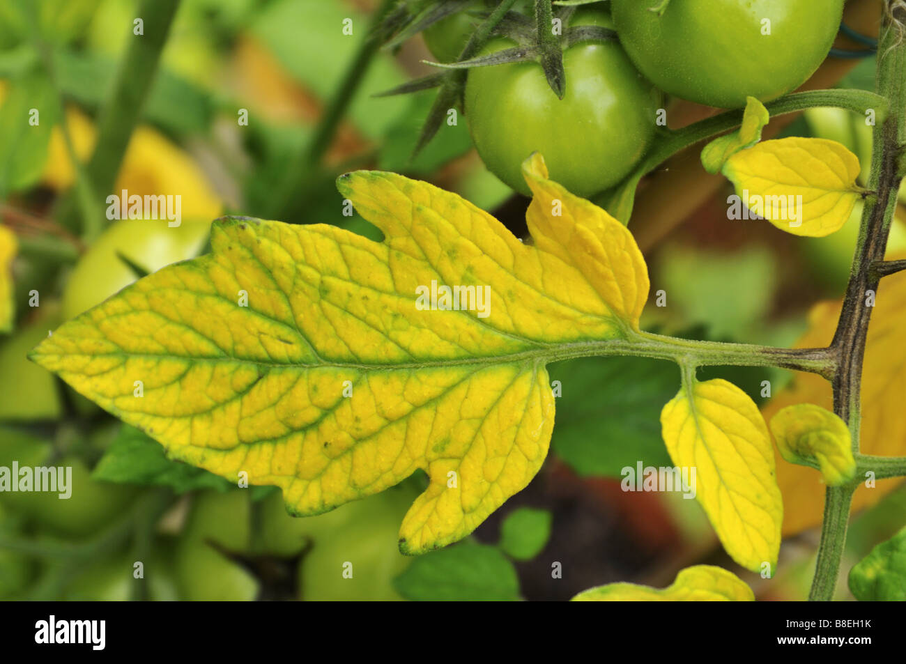 Zwischen den Adern der Tomate Blätter vergilben wird durch