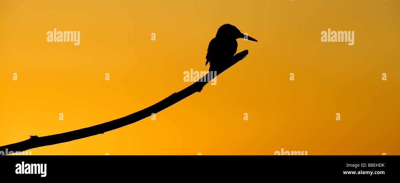 Silhouette der Eisvogel auf einem Stick über eine indische Brunnen thront bei Sonnenaufgang. Andhra Pradesh, Indien. Andhra Pradesh, Indien. Panoramablick Stockfoto