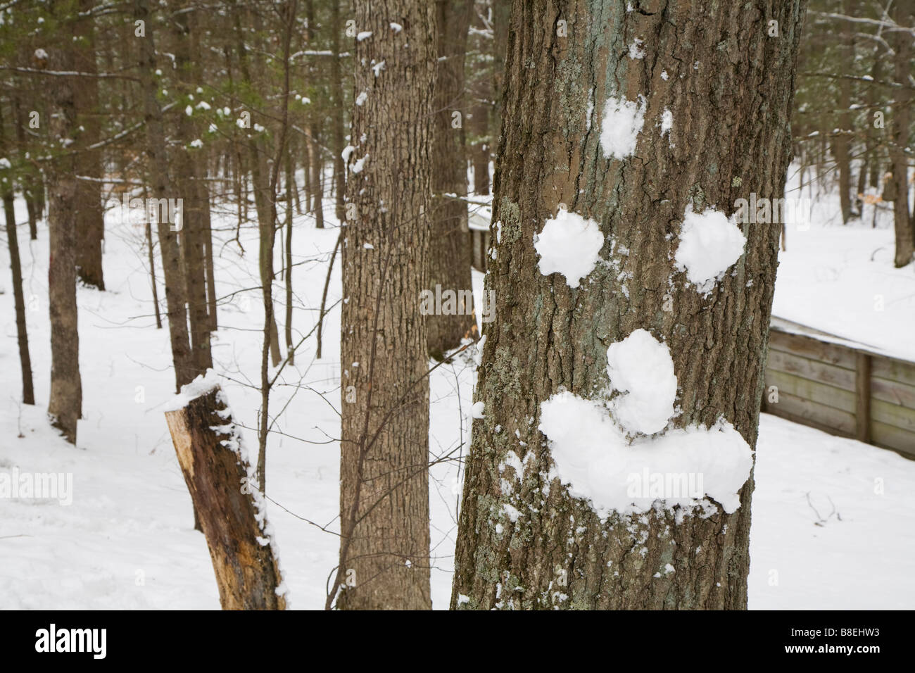 Muskegon Michigan ein Gesicht gemacht vom Schnee auf einem Baum im Muskegon State Park Stockfoto