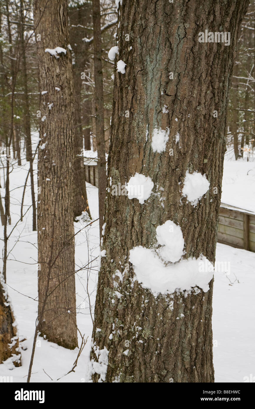 Muskegon Michigan ein Gesicht gemacht vom Schnee auf einem Baum in Muskegon State Park Stockfoto