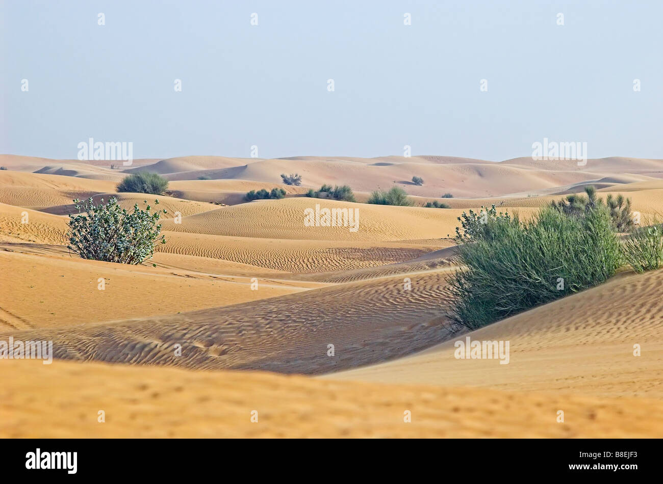 Sanddünen in Dubai Desert Conservation Reserve Stockfoto