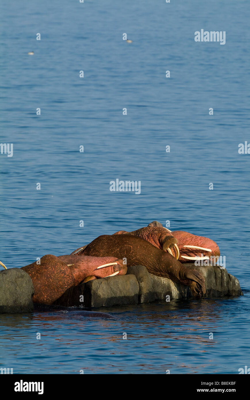 Walrosse Odobenus Rosmarus Divergens Walross Inseln Zustand Spiel Heiligtum Runde Insel Bristol Bay in Alaska Pinnipedia Stockfoto