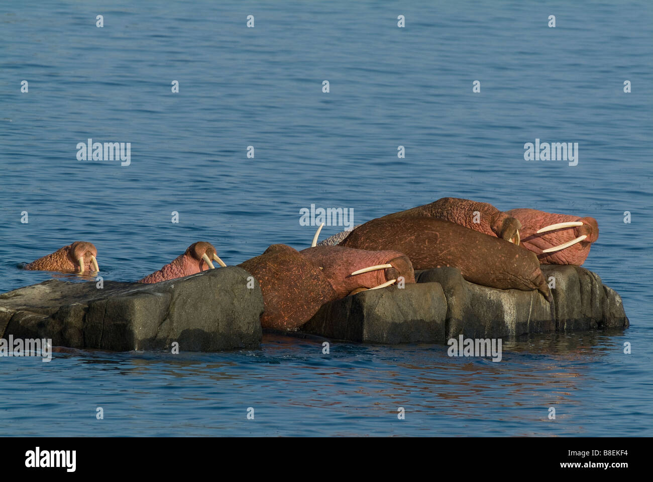 Walrosse Odobenus Rosmarus Divergens Walross Inseln Zustand Spiel Heiligtum Runde Insel Bristol Bay in Alaska Pinnipedia Stockfoto