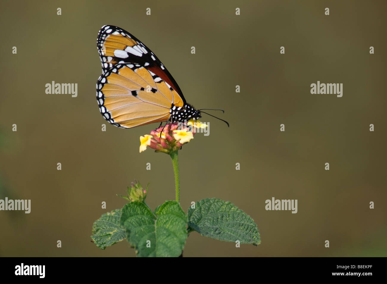 Plain Tiger Danaus Wachen Fütterung auf eine Blume Schmetterling Stockfoto