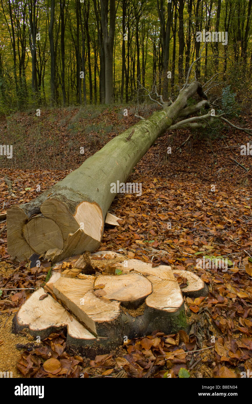 Ein Bild von den Stumpf und gefällten Baumstamm Buche im Herbst Wald Stockfoto
